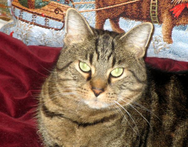 /Images/uploads/Humane Rescue Alliance/HRACalendarPhotoContest/entries/8556thumb.jpg